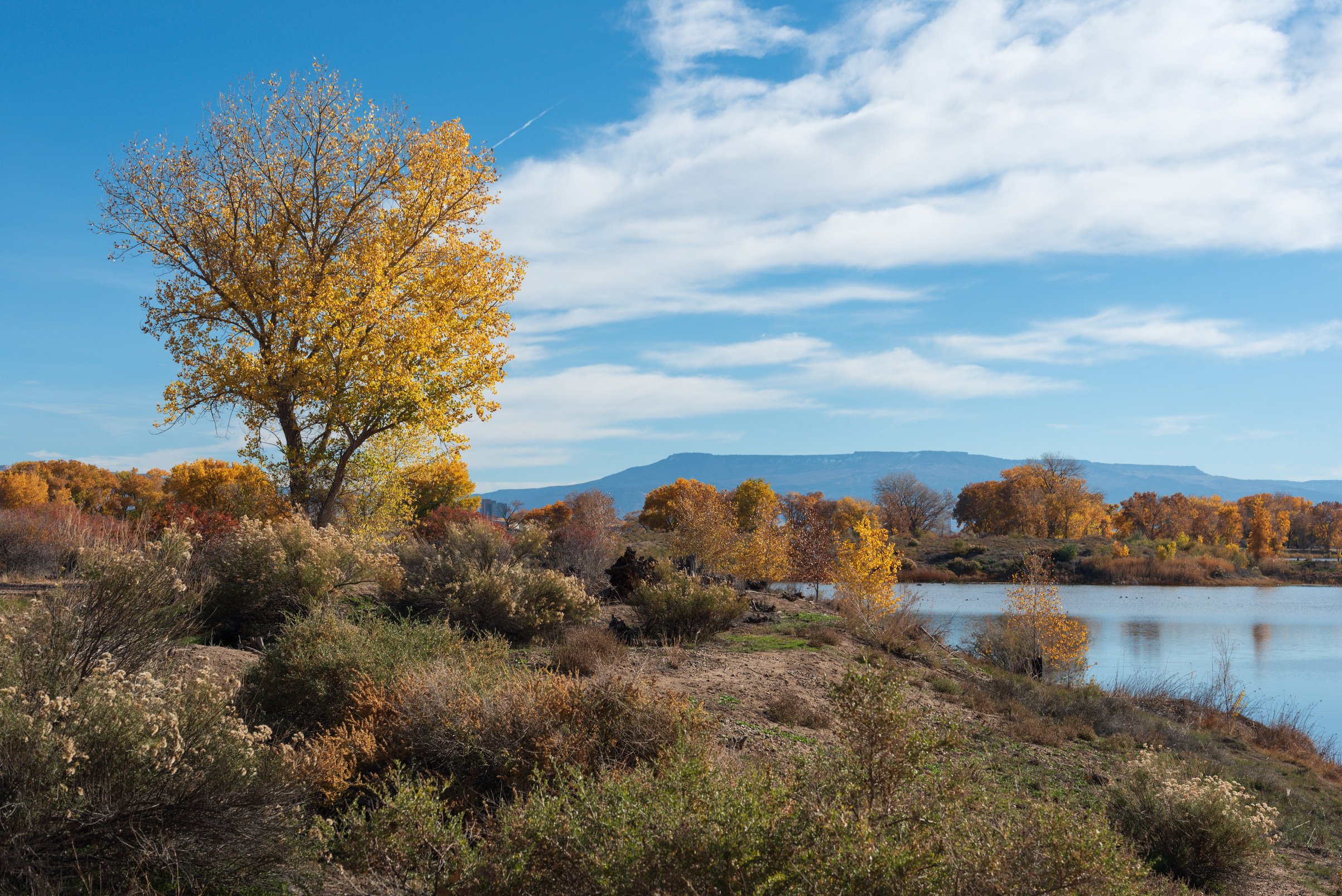 Cottonwoods Stands Alone